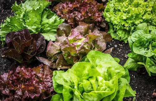 lechuga